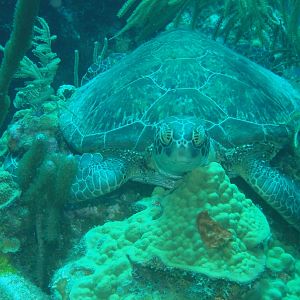 Turtle snoozing