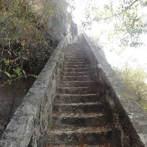1000 steps