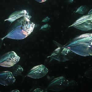 silver surfers