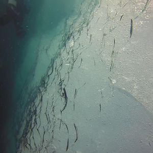 Clear ice