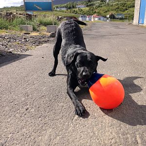 Every dive shop needs a dog