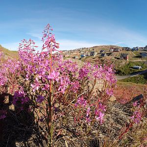 Tassilaq flowers