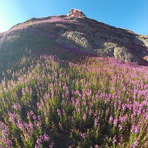 Tassilaq flowers 2