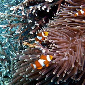 Nemos