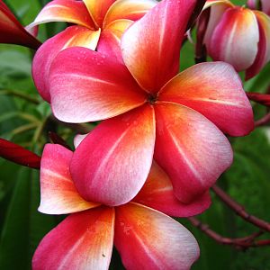Plumeria Passion