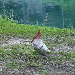 Good luck cardinal