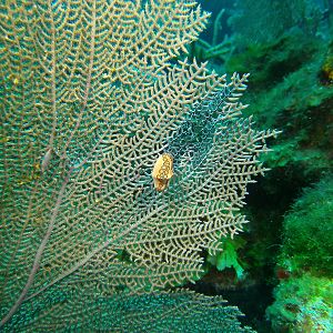 Grand Cayman