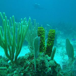 Grand Cayman