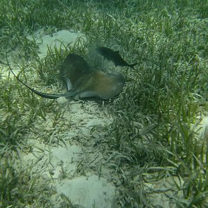 Grand Cayman
