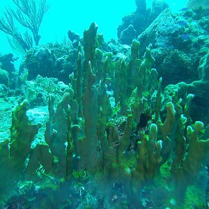 Grand Cayman