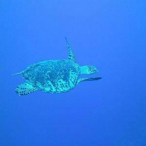 Grand Cayman