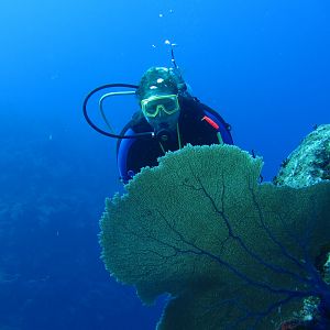 Ms KJenn Dives