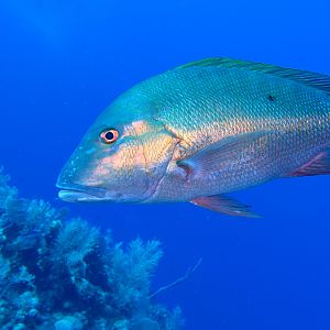 Snapper