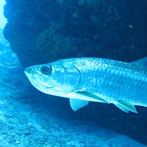 Tarpon face