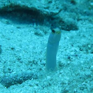 Blenny