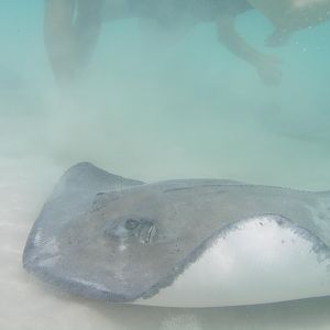 Stingray Sandbar