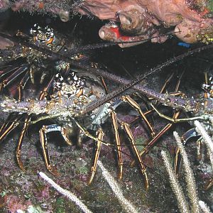 lobsterfest