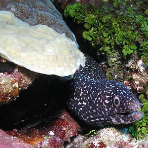 a lonely eel