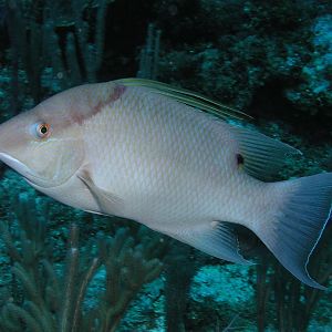 hogfish