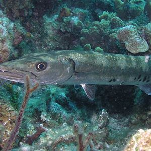 Ooooh, baracuda