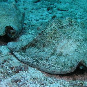 Conch race