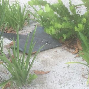 Stingrays were really everywhere
