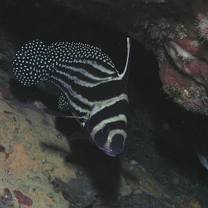 Adult drum