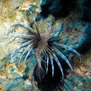 Aslan the lionfish