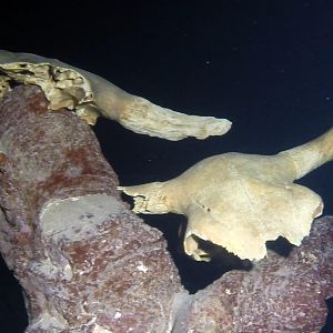 Cow Skull 2