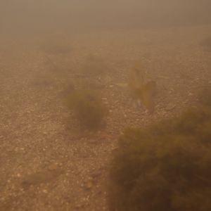 Blurry fish swimming away