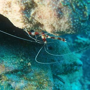 Banded Coral Shrimp closeup
