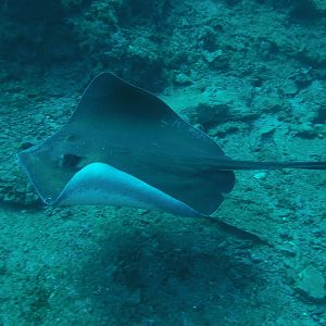 A swimming Stingray