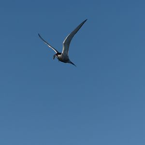 IMG_7969