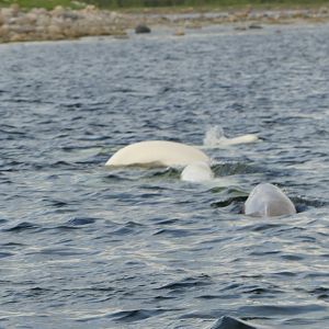 IMG_8728