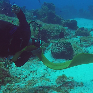 Green Moray