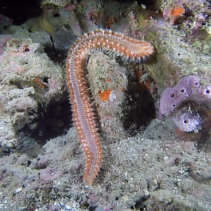 Frisky fireworm
