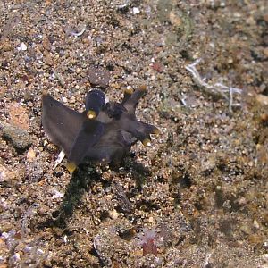 cool nudi