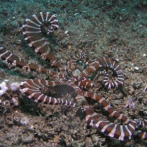 mimic octopus