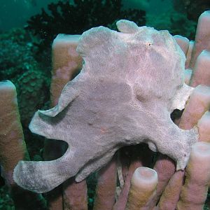 frogfish
