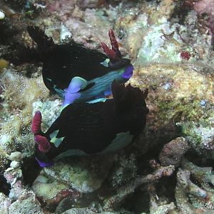 Nudi sexy time