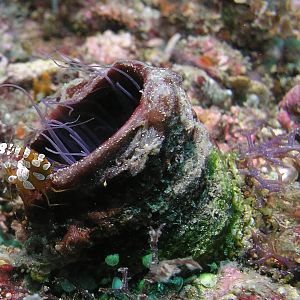sexy shimp