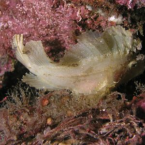 leaf fish