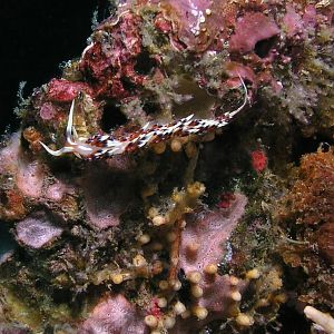 a very flamboyant nudi