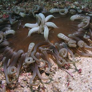 anemone