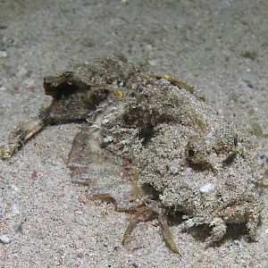tiny grumpy fish