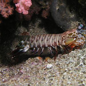 mantis shrimp