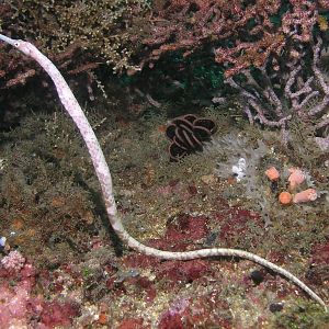 pipefish