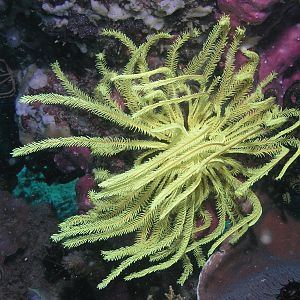 Yellow chriniod