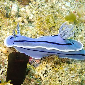 P3190433