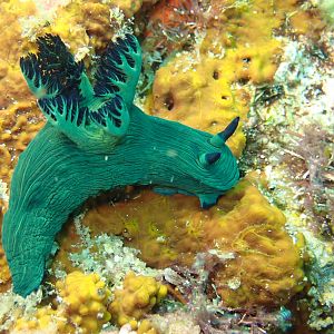 Nudi